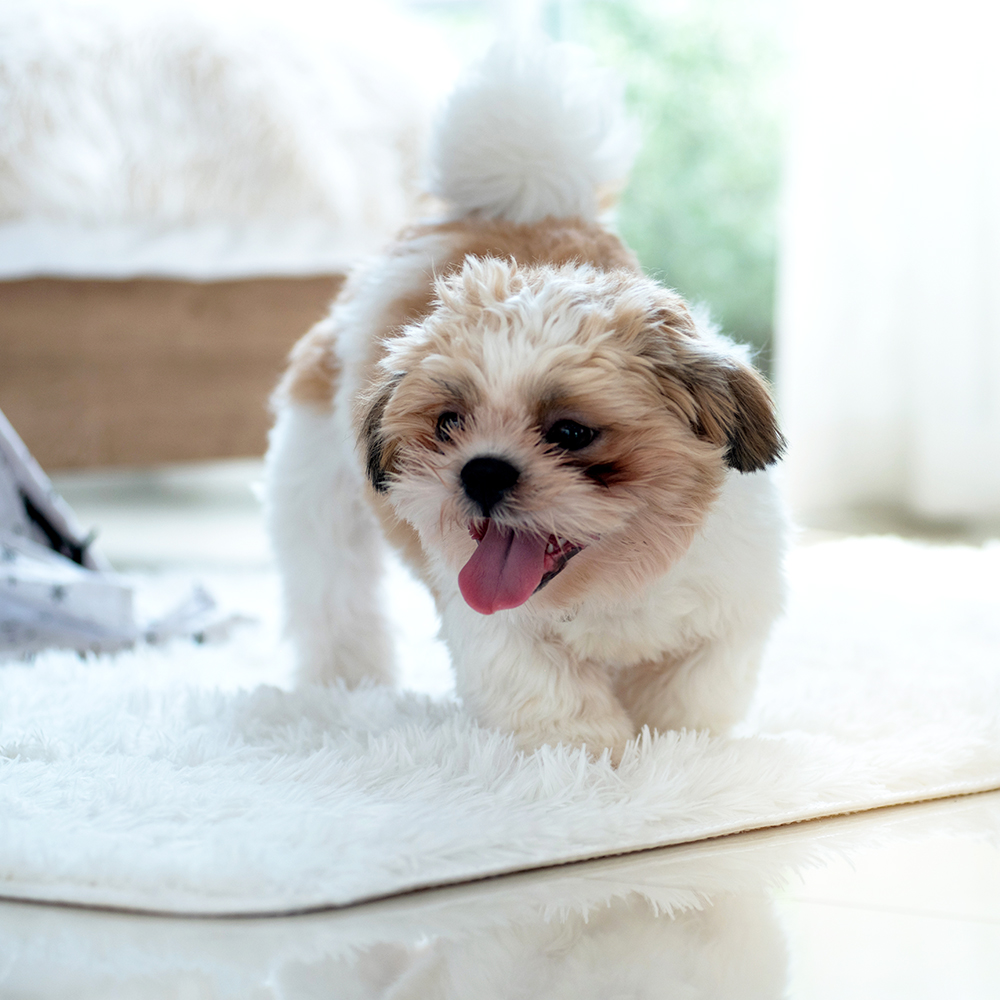 ペットにも安全