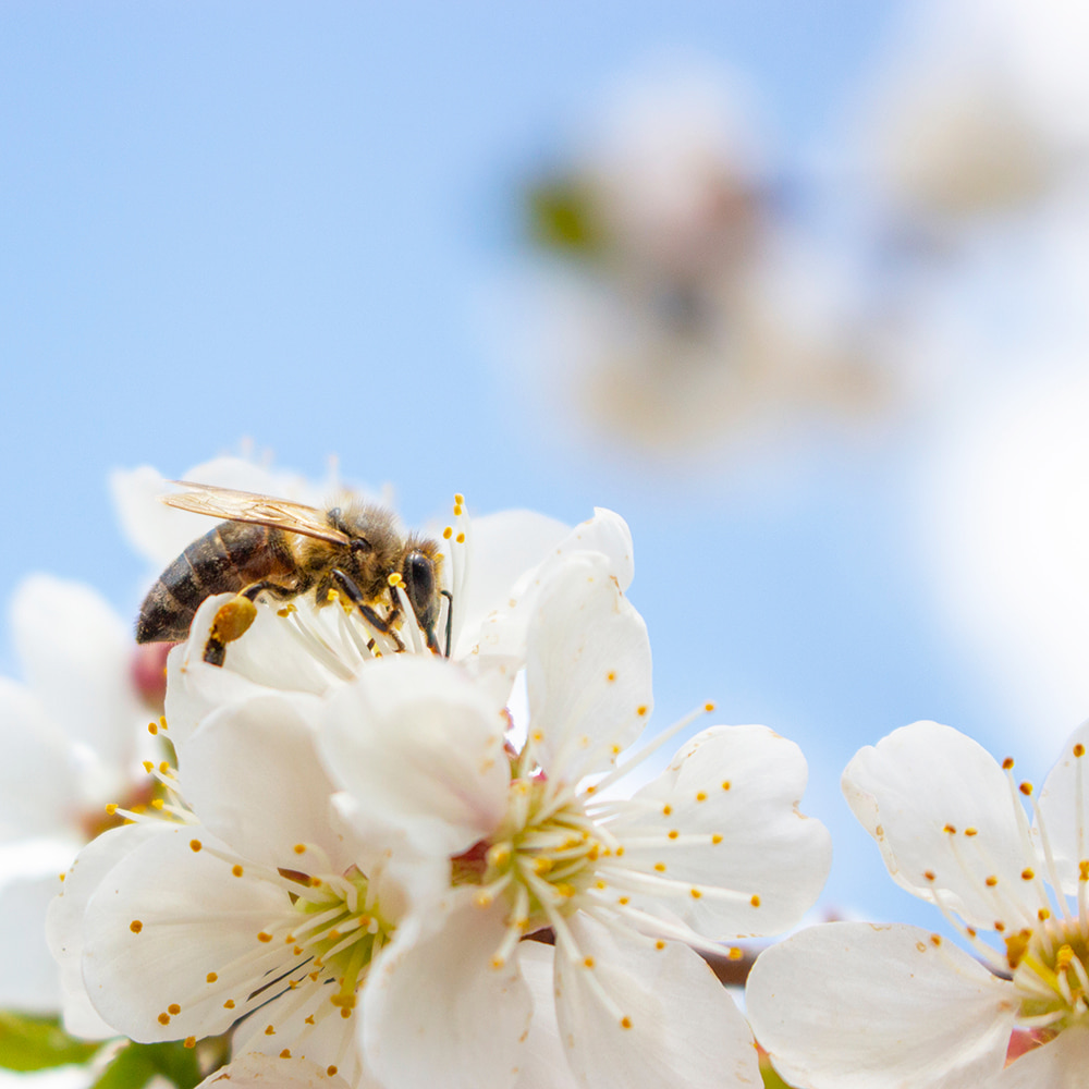 春の使用シーン